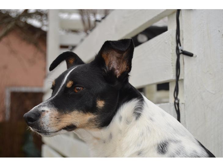 Dansk svensk gaardhund mikkel ( mini ko ) - velkommen kun kigge ikke røre! :) billede 1