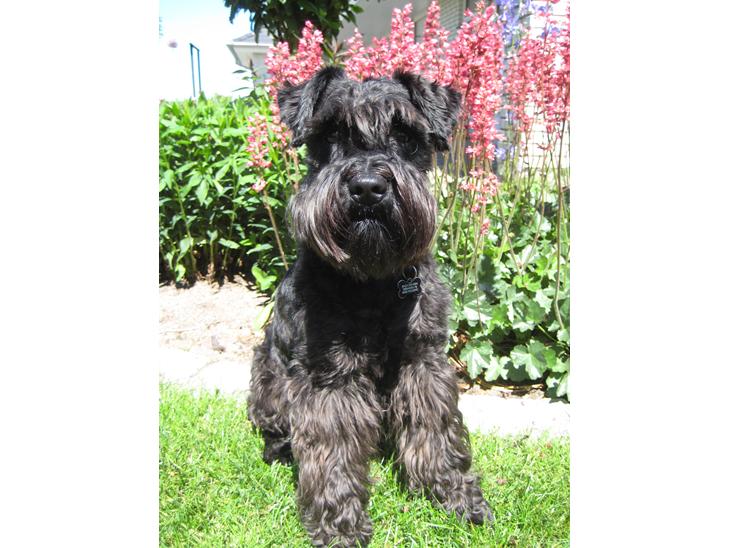Dvaergschnauzer Eddie - Velkommen til Eddies profil :) Smid gerne en kommentar og en bedømmelse :) billede 1