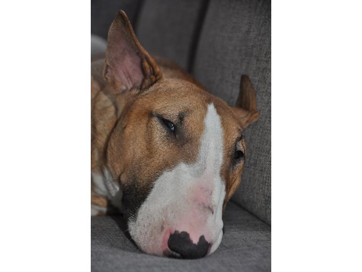 {{currentPhoto.altText}} billede {{currentPhoto.number}}