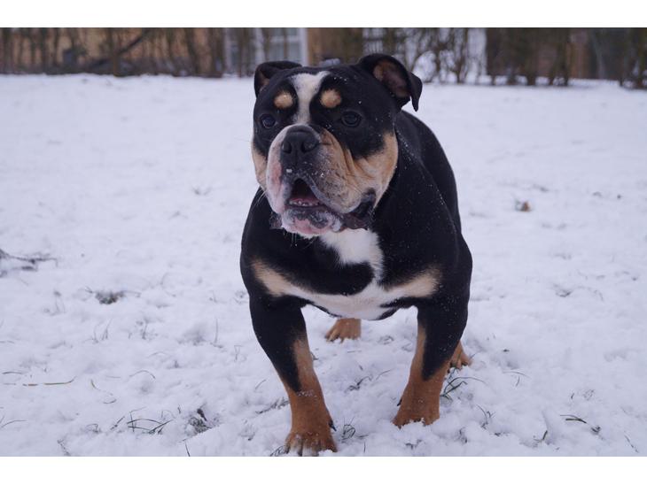 {{currentPhoto.altText}} billede {{currentPhoto.number}}