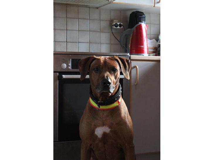 Rhodesian ridgeback Zulu billede 2