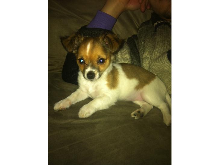 {{currentPhoto.altText}} billede {{currentPhoto.number}}