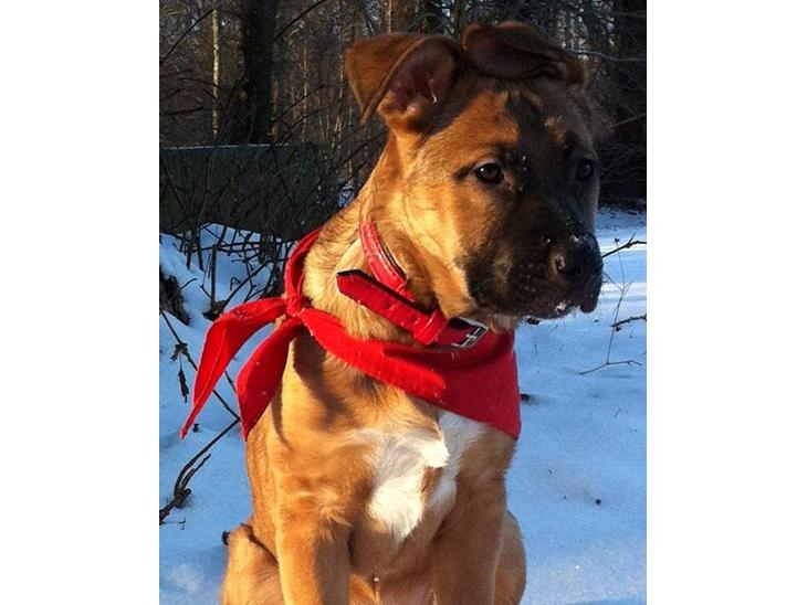 {{currentPhoto.altText}} billede {{currentPhoto.number}}