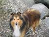 Shetland sheepdog Mickey *RIP* [ Himmelhund]