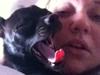 Chihuahua Mokka