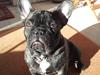 Fransk bulldog Emos´ Frederik Louis (MARLEY)