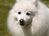 Japansk spids Bamse (1998-2013)