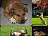 Amerikansk staffordshire terrier Zera [ Himmelhund]
