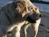 Golden retriever Tilde