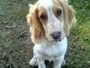 Cocker spaniel Harley