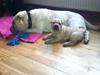 Shar pei Cody