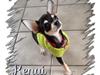 Chihuahua @ Kenai