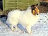 Collie langhåret Klero