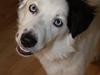 Border collie Ice [ Himmelhund]