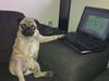 Mops Bobs