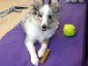 Shetland sheepdog Eleiko (Ellie) [Tidl. hund]