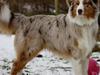 Australian shepherd Godrumsgårds Moluk  (Balou)