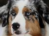 Australian shepherd Carpediumaussie   Blaze