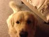 Golden retriever kenzo