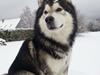 Alaskan malamute Malik