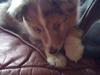 Shetland sheepdog Ziva