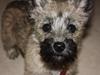 Cairn terrier Frida