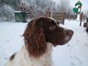Engelsk springer spaniel White Aslan