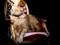 Golden retriever Molly