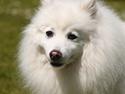 Japansk spids Bamse (1998-2013)