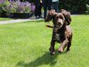 Field spaniel Toffie