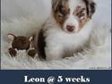 Australian shepherd DeeNovo amazing heart of endurance