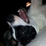 Dansk svensk gaardhund Lilo