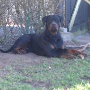 Rottweiler Bailey (Den bedste)