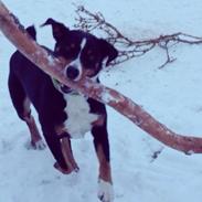 Appenzeller sennenhund Assisi Frida