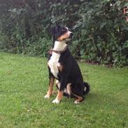 Appenzeller sennenhund Assisi Frida