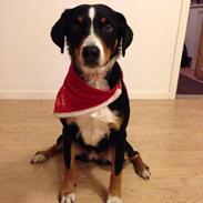 Appenzeller sennenhund Assisi Frida