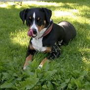 Appenzeller sennenhund Assisi Frida