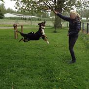Appenzeller sennenhund Assisi Frida