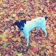 Dansk svensk gaardhund Ludvig