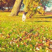 Dansk svensk gaardhund Ludvig