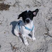 Dansk svensk gaardhund Ludvig