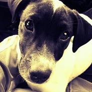 Dansk svensk gaardhund Ludvig