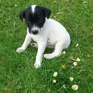 Dansk svensk gaardhund Ludvig