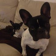 Fransk bulldog Nelly