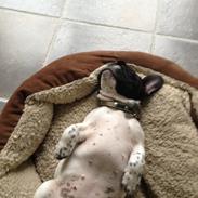 Fransk bulldog Nelly