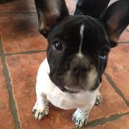 Fransk bulldog Nelly