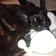 Fransk bulldog Nelly