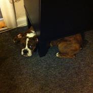 Olde english bulldogge Miny Bull's Angel<3