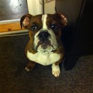 Olde english bulldogge Miny Bull's Angel<3