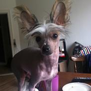 Chinese crested hårløs Manfred